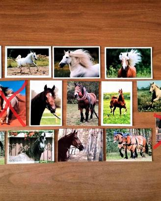CARTOLINE FOTOGRAFICHE CAVALLI **NUOVE**