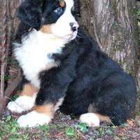Cuccioli bovaro del bernese