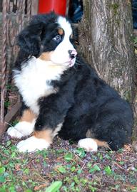 Cuccioli bovaro del bernese