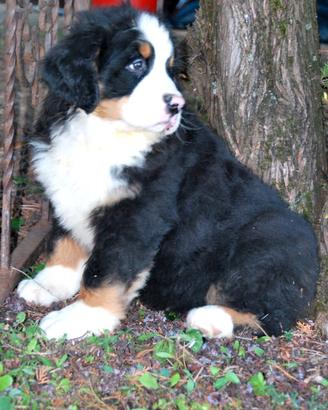 Cuccioli bovaro del bernese