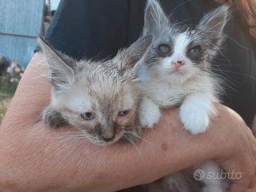 Coppia di gattini