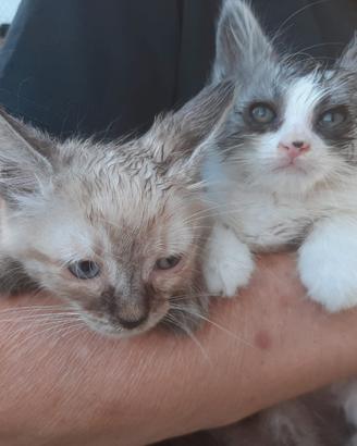 Coppia di gattini