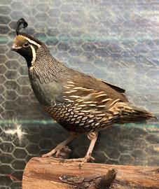 Colino della California