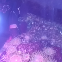 Acquario Marino pesce pagliaccio Premnas