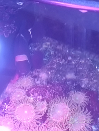 Acquario Marino pesce pagliaccio Premnas