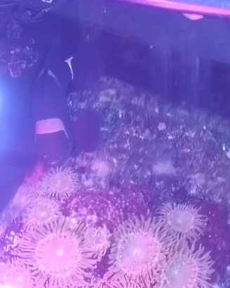 Acquario Marino pesce pagliaccio Premnas
