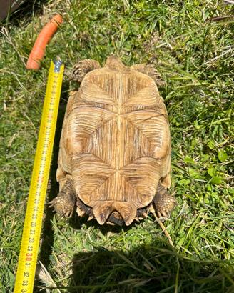 Sulcata femmina