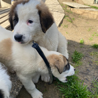 CUCCIOLI PASTORE Dell' ASIA CENTRALE