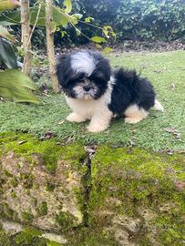 Maschietto di Shitzu