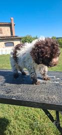 Cucciolo di Lagotto Romagnolo con Pedigree