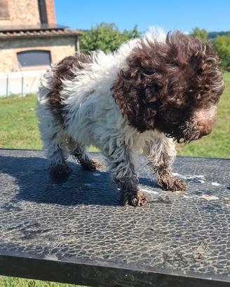 Cucciolo di Lagotto Romagnolo con Pedigree