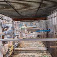 Canarini portoghesi mosaici gialli e timbrado