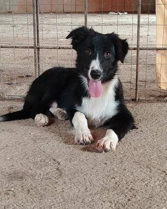 border collie