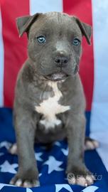 Cuccioli Amstaff Blu