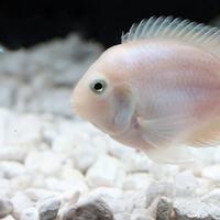 Pesci da acquario telefonare per informazioni