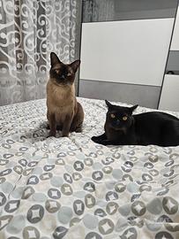 2 maschi burmese