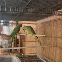 Pappagalli parrochetto del collare