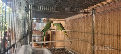 Pappagalli parrochetto del collare