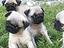Immagine 4