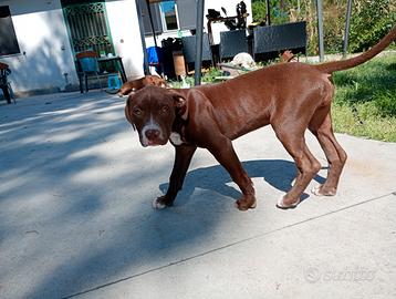 Pitt bull terrier