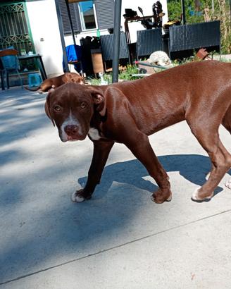 Pitt bull terrier