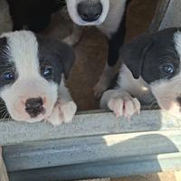 Cuccioli di meticcio dolcissimi