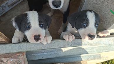 Cuccioli di meticcio dolcissimi