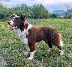 Border Collie per Monte