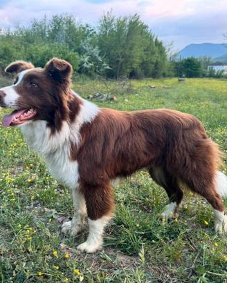 Border Collie per Monte