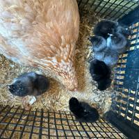 Pulcini di araucana e olive egger