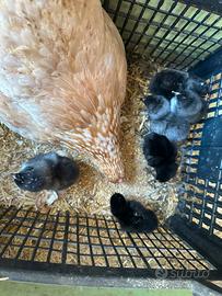 Pulcini di araucana e olive egger