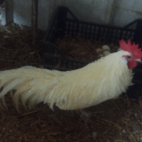 Galletti ornamentali Phoenix e Moroseta