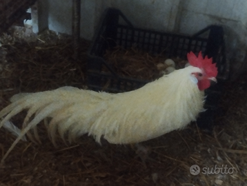 Galletti ornamentali Phoenix e Moroseta