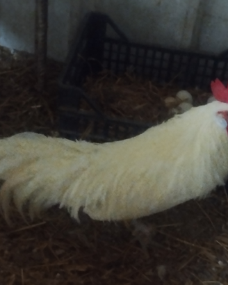 Galletti ornamentali Phoenix e Moroseta