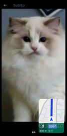 Hosting Ragdoll bicolor con pedigree