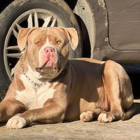 american bully XXL mesi 12 
