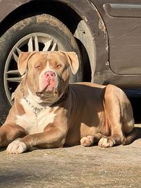 american bully XXL mesi 12 