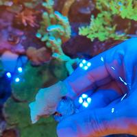 Corallo pavona cactus verde