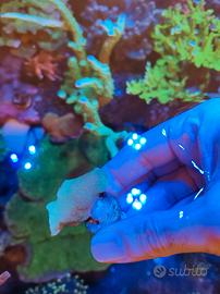 Corallo pavona cactus verde