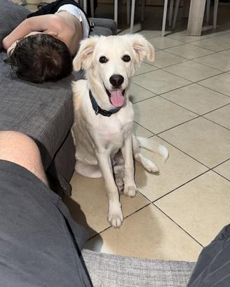 Cucciolo di 5 mesi