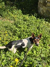 Femmina pinscher×jack russel