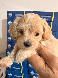 Maltipoo toy