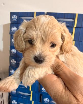 Maltipoo toy