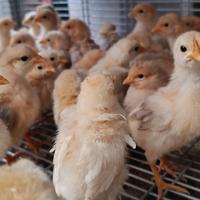 Pulcini bionda piemontese