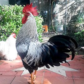 Gallo livornese collo argento