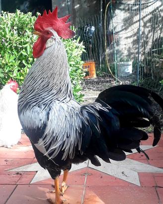 Gallo livornese collo argento