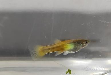 Pesci Guppy