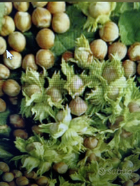 Terreno ideale per relax