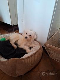 Maltipoo cucciolo