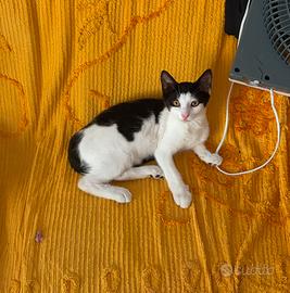 Gattino maschio bianco e nero Roma